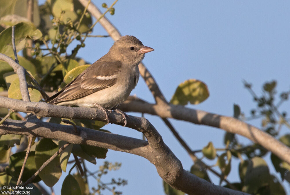 Yellow-throated Sparrow