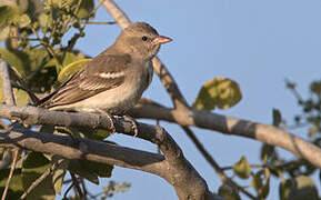 Yellow-throated Sparrow