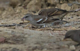 Yellow-throated Sparrow