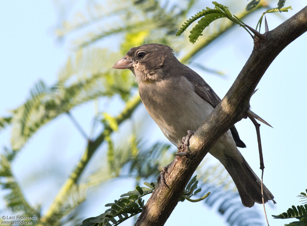 Moineau à point jaune