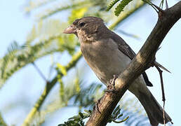 Yellow-spotted Bush Sparrow