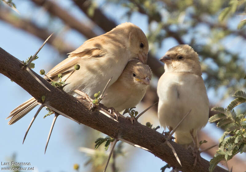 Desert Sparrow, Reproduction-nesting