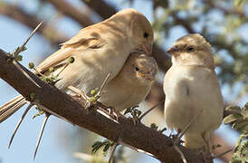 Desert Sparrow