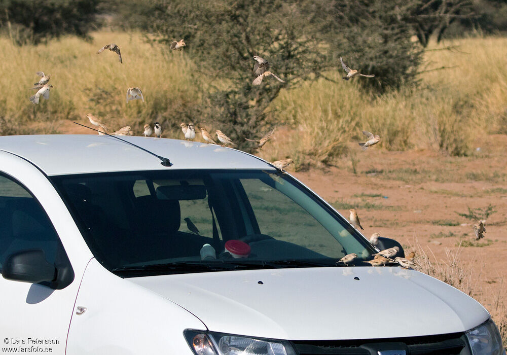 Desert Sparrow