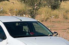 Desert Sparrow