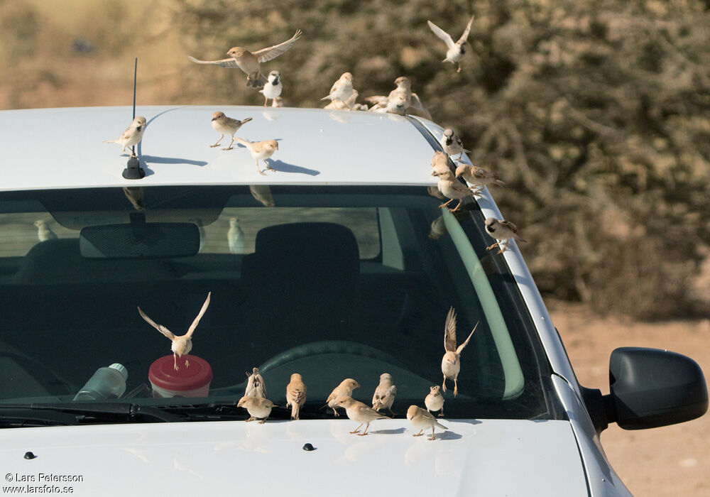 Moineau blanc