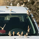 Moineau blanc