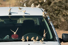 Moineau blanc