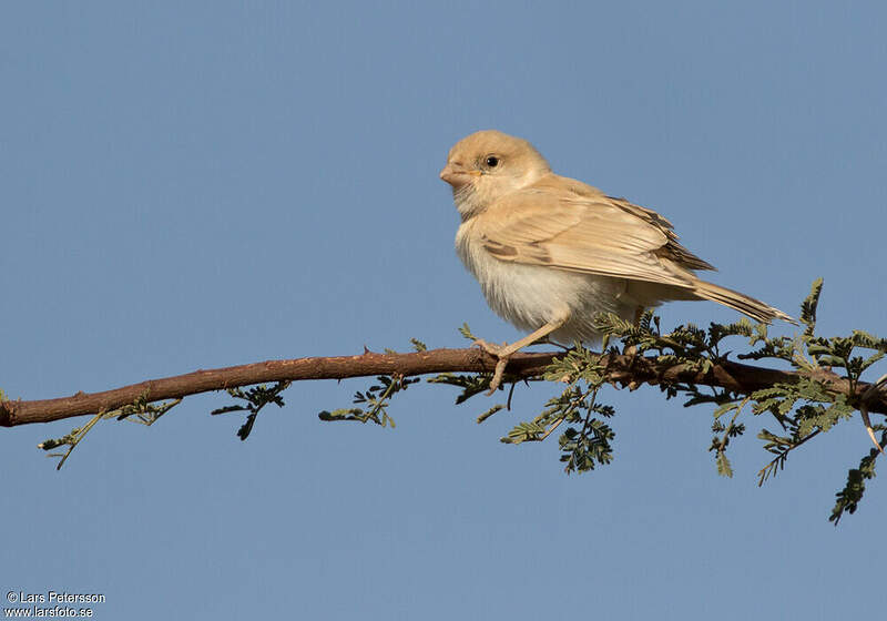 Moineau blanc lape277914