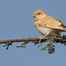 Moineau blanc