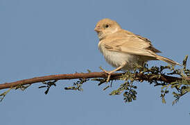 Desert Sparrow