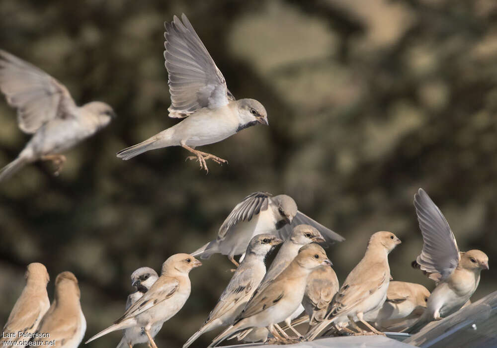 Moineau blanc, Vol, Comportement