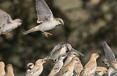 Moineau blanc