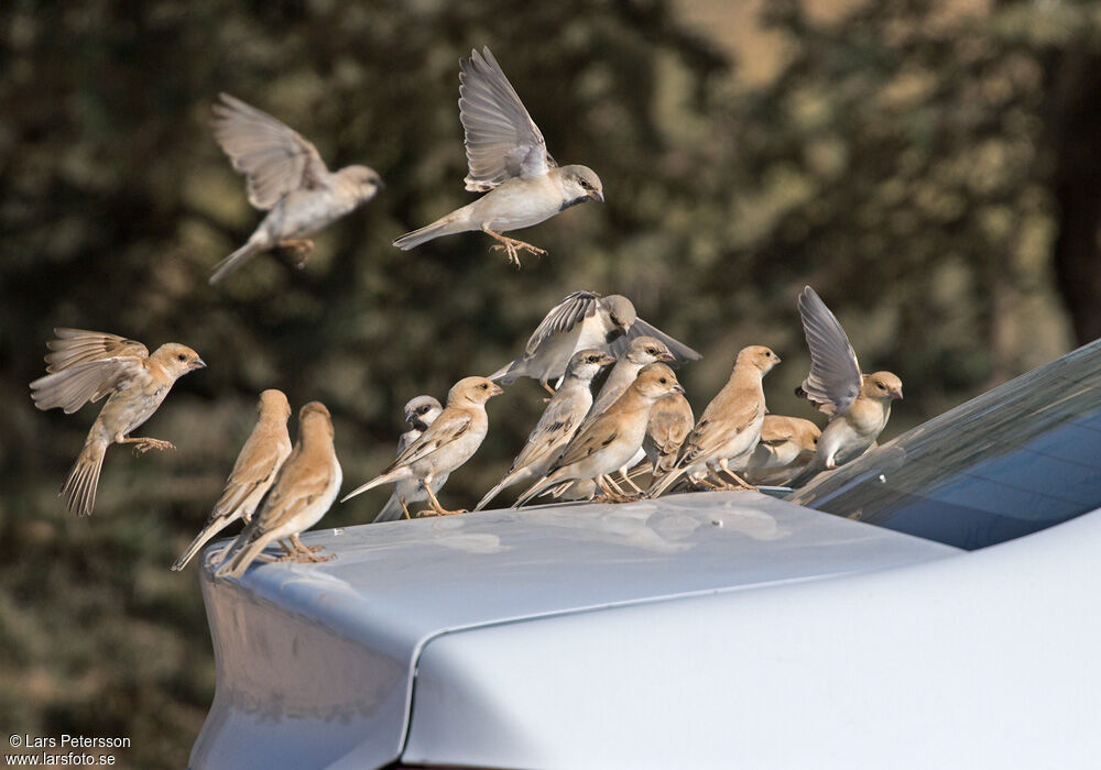 Moineau blanc