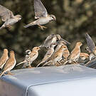 Moineau blanc