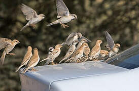 Desert Sparrow