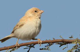 Moineau blanc