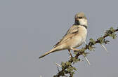 Moineau blanc