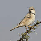 Moineau blanc