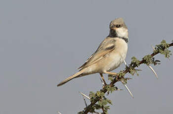 Moineau blanc