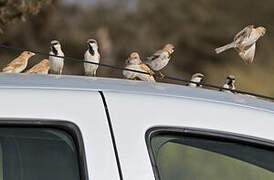 Desert Sparrow