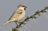 Moineau blanc