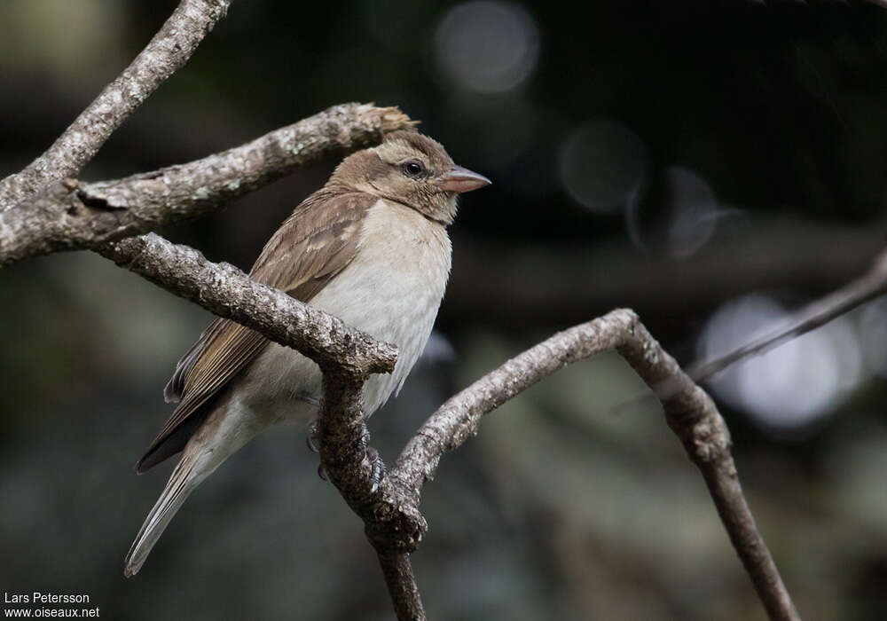 Moineau bridéadulte, identification