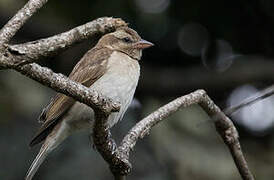 Yellow-throated Bush Sparrow