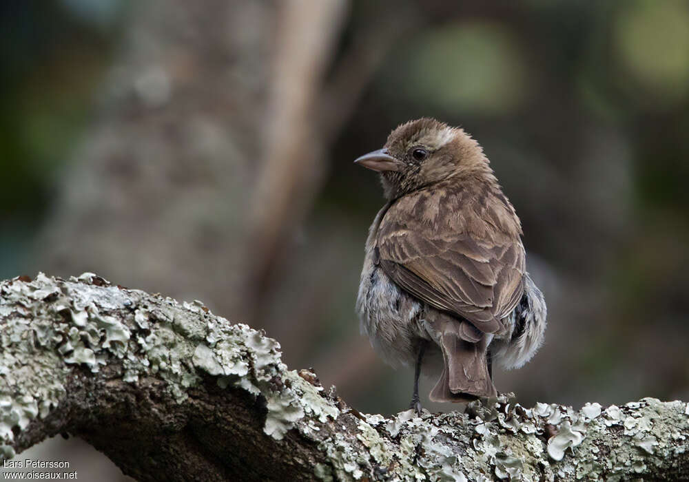 Moineau bridéadulte, portrait, pigmentation