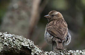 Yellow-throated Bush Sparrow