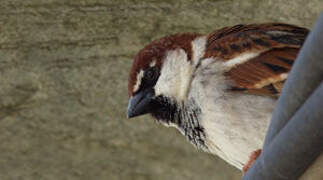 Italian Sparrow