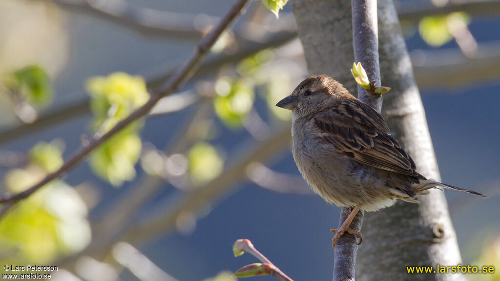 Italian Sparrow