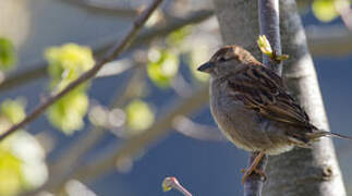 Italian Sparrow