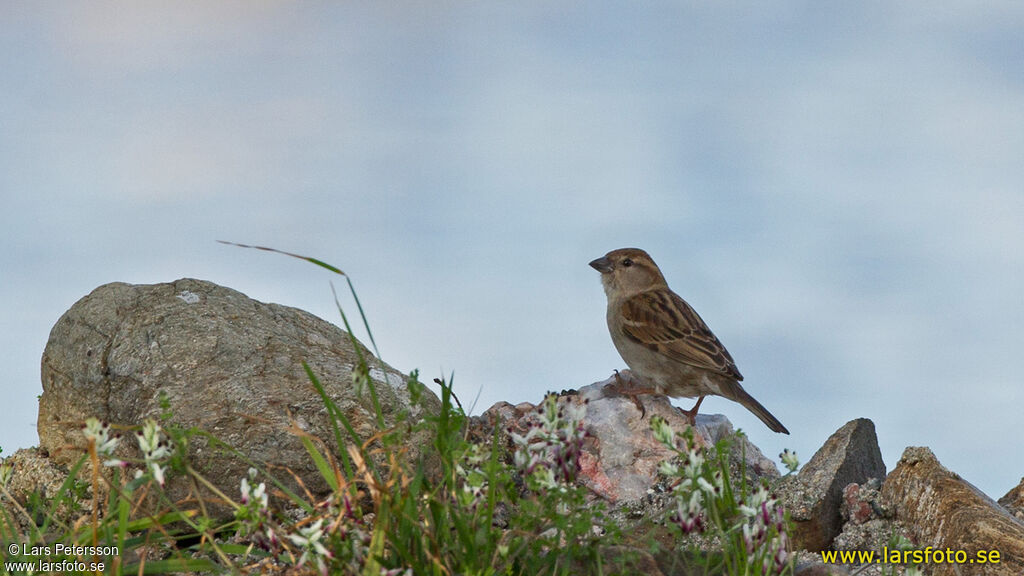 Moineau cisalpin