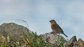 Moineau cisalpin