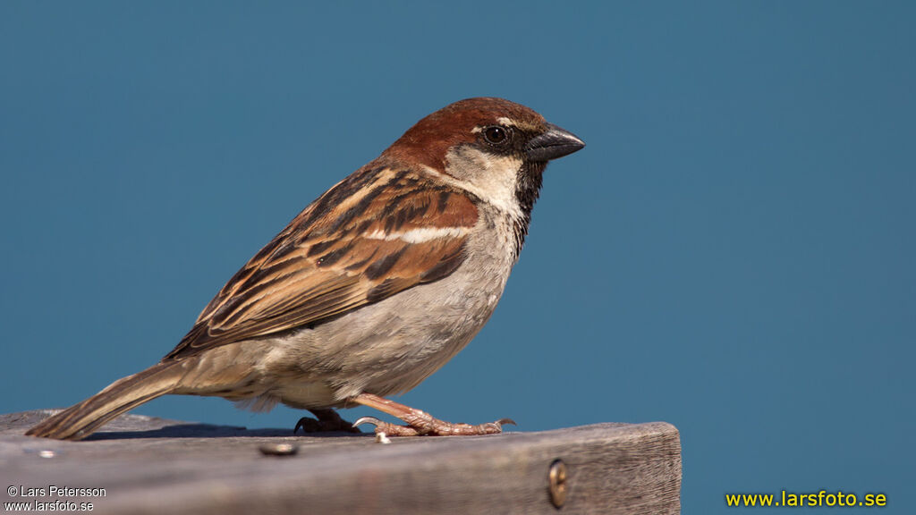 Italian Sparrow