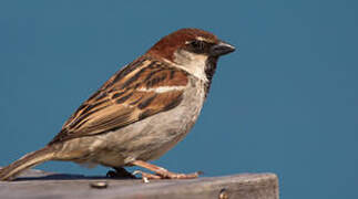 Italian Sparrow