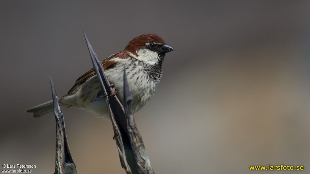 Moineau cisalpin