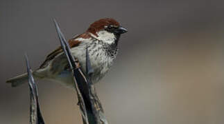 Italian Sparrow