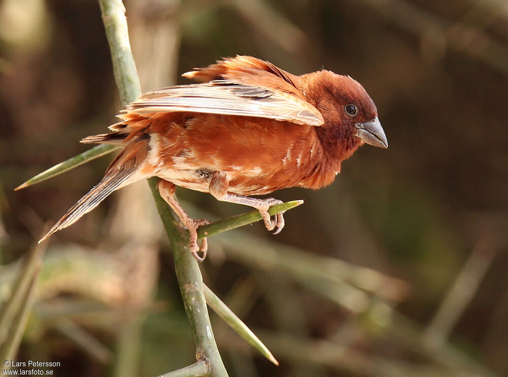 Moineau d'Emin