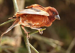 Chestnut Sparrow