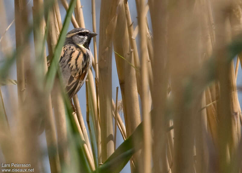 Dead Sea Sparrow male adult, habitat