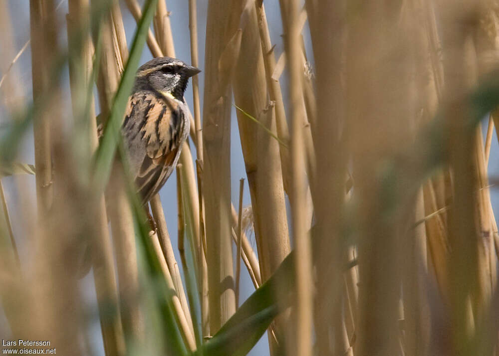 Dead Sea Sparrow male adult, habitat