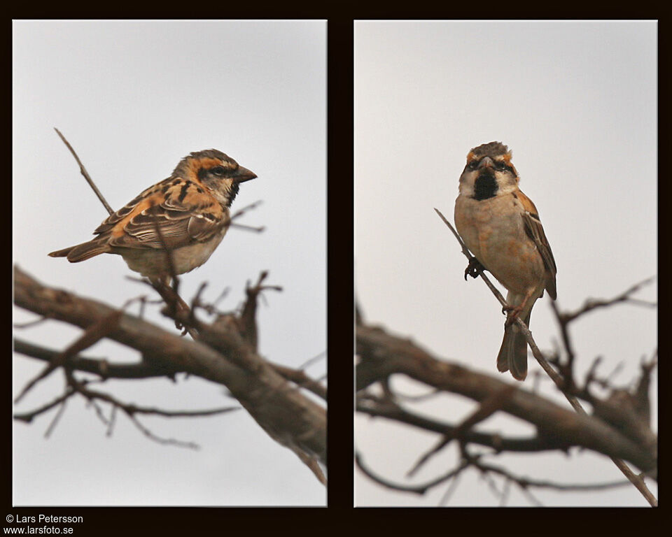 Shelley's Sparrow