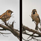 Moineau de Shelley