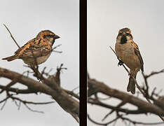 Moineau de Shelley