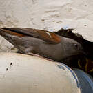 Moineau de Swainson