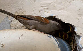 Moineau de Swainson