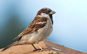 House Sparrow