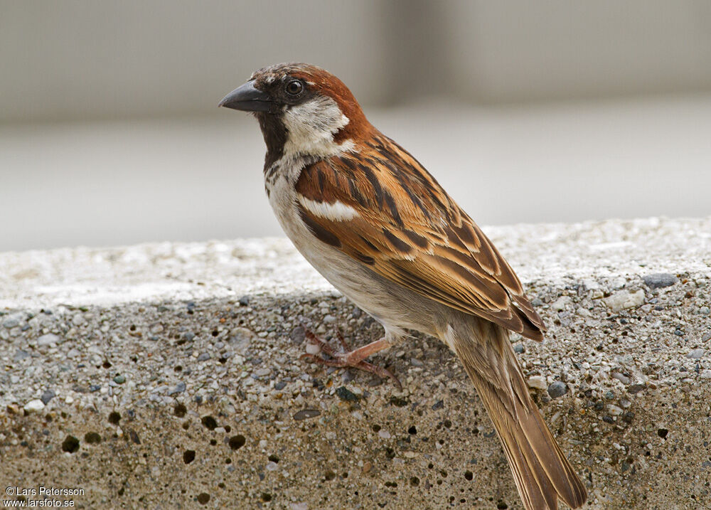 House Sparrow